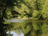Hardwood Forest on the Eno River in Spring