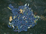Olives Fresh off the Tree Will Soon Be Made into Oil