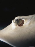 A Close View of the Eye of a Juvenile Southern Stingray