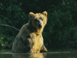 A Brown Bear Sitting in Water