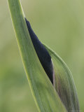 Close View of a Wild Iris Bud