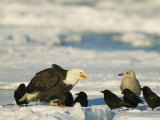 Surrounded by Seabirds  an American Bald Eagle Feeds on a Fish