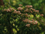 Mountain Laurel with Buds Ready to Blossom