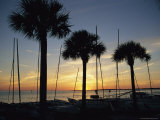 Silhouetted Palm Trees and Catamarans Line a Shoreline at Twilight