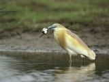 A Squacco Heron Catches a Frog