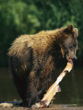 A Brown Bear Eating a Freshly Caught Salmon