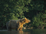 A Brown Bear Standing in Water
