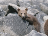 A Brown Bear Cub Resting on a Rock