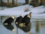 A Group of American Bald Eagles Stand in Alaskas Icy Waters