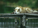 A Pet Dog Resting on a Pier