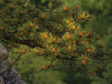 Pitch Pine Needles in Late Afternoon Light