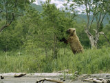 A Brown Bear Eating Leaves from a Small Tree