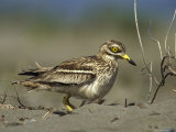 A Stone Curlew Rests in the Sand