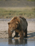A Male Brown Bear at Waters Edge