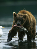 A Brown Bear Eating a Freshly Caught Salmon