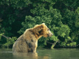 A Brown Bear Sitting in Water
