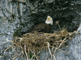 An American Bald Eagle Perches in its Nest