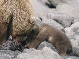 A Brown Bear and Her Cub Feed on a Sea Lion