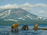 Brown Bear Mother and Cubs in River at Foot of Volcanic Mountain