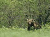 A Brown Bear in Tall Grasses at the Edge of a Forest