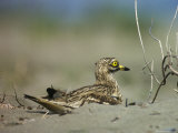 A Stone Curlew Rests in the Sand