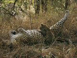 Baby Leopard Nurses during the Heat of the Day