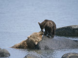 A Brown Bear Sow with Her Cubs on a Rocky Shore
