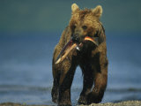 A Brown Bear Eating a Freshly Caught Salmon
