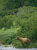 A Brown Bear at the Waters Edge