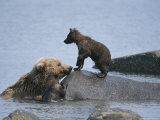 A Brown Bear Sow with Her Cubs on a Rocky Shore