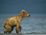 A Brown Bear Walking in Water