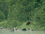 A Brown Bear at the Waters Edge