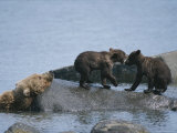 A Brown Bear Sow with Her Playful Cubs on a Rocky Shore