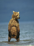 A Brown Bear Standing in Water