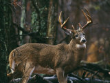 A Portrait of a 12-Point White-Tailed Deer Buck