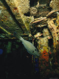 A Scrawled Filefish Exploring the Encrusted Remains of a Shipwreck
