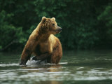 A Brown Bear Splashing in Water as it Hunts Salmon