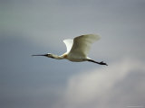 A White Spoonbill in Flight