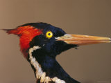 Close View of an Ivory-Billed Woodpecker (Campephilus Principalis)