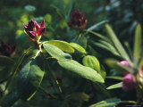 Close View of a Blooming Rhododendron