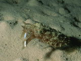 A Squid Catches a Tiny Fish at the Bottom of the Red Sea  Egypt