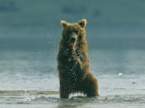 A Brown Bear Eating a Freshly Caught Salmon