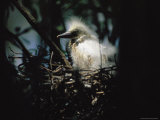 A Baby Snowy Egret Peers from its Nest