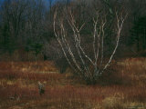 A White-Tailed Deer Buck Standing Near a Birch Tree in a Meadow