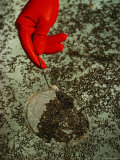 A Gloved Hand Using a Small Sieve to Collect Dark Floating Particles