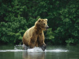 A Brown Bear Splashing in Water as it Hunts Salmon