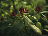 Close View of a Blooming Rhododendron