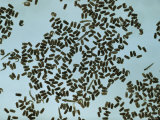 Close-up of Anopheles Mosquito Larvae and Pupae in Several Stages of Development