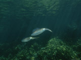 Caribbean Reef Squid Defends its Claim to a Nearby Female