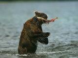 A Brown Bear Eating a Freshly Caught Salmon